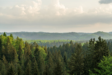 Mountain forest of the saxon switzerland