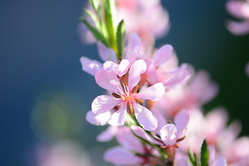 Pink cherry flowers branch