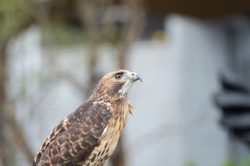 The isolated portrait of hawk