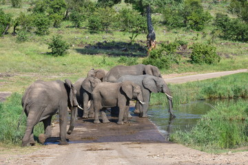 beautiful herd of elephants drinking near Pioneer Dam in Kruger National park in South Africa