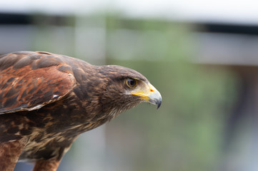 The isolated portrait of hawk