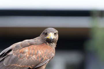The hawk straight face expression of eye