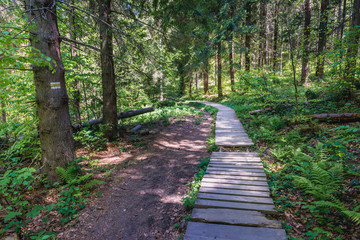 Trail to Wetlina Meadows in beachwood on a slope near Wetlina Village, Bieszczady Mountains in Poland