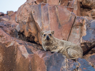 Fototapeta premium Grumpy looking rock hyrax laying on red rock looking at camera, Palmwag Concession, Namibia, Africa