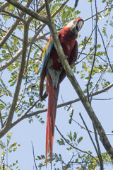 Red Macaw (Ara chloropterus) Costa rica