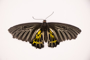 Dead night butterfly with isolated on White Background