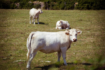 Obraz premium Theme is agriculture and the divorce of cattle. Several, herd of white cow on the field in the countryside in the village in the summer in the Burgundy region in France