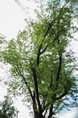 新緑　卒業　入学　夏　イメージ　さわやか　すがすがしい　新しい　初々しい　季節