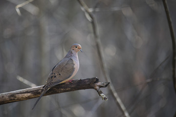 Profilew view of mourning dove in Apple Tree I