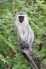 vervet monkey in Kruger National park in South Africa