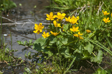 Buttercup yellow blooming plant near mountain spring water