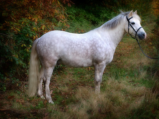 Obraz premium Grey Pony Standing