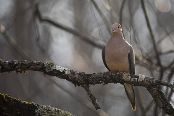 Mourning Dove in Apple Tree II