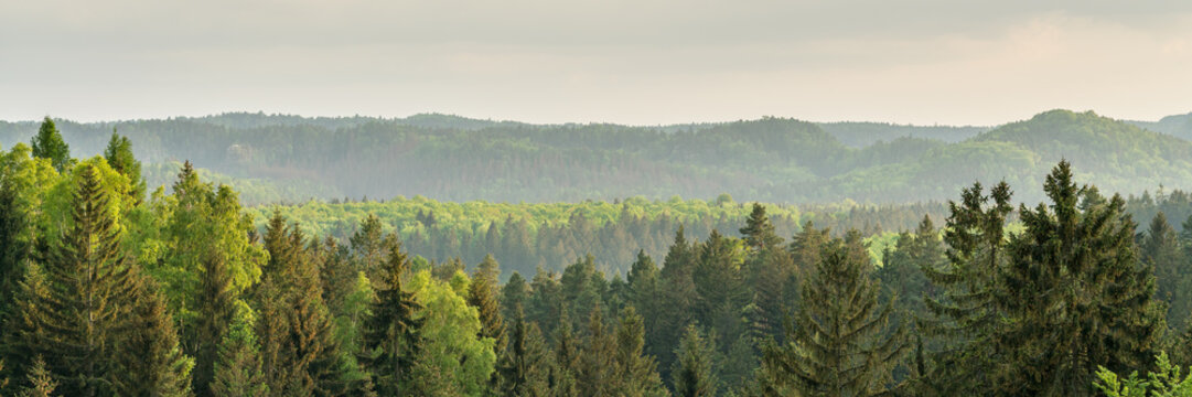 Fototapeta Mountain forest panorama of the saxon switzerland