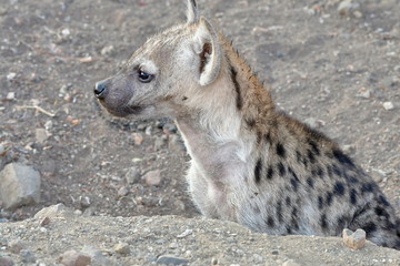 cute young cub of hyaena in front of its lair,Kruiger National park in South Africa