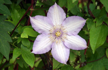 Big pink flowers of Clematis "Joan Picton"