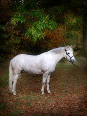 Obraz na płótnie Canvas Grey Pony Standing
