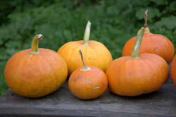 Beautiful yellow orange pumpkins