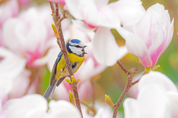 Blue tit bird in a Magnolia tree © manfredxy