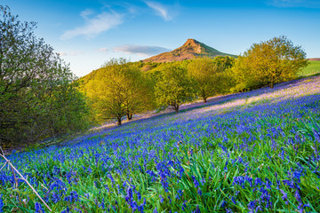 Bluebell Slope and Roseberry Topping / Newton Wood and Roseberry Topping, a distinctive hill in North Yorkshire, are popular with walkers and ramblers
