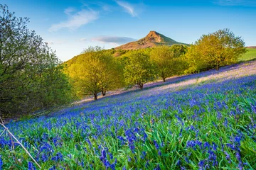Papier Peint photo autocollant Printemps Bluebell Slope and Roseberry Topping / Newton Wood and Roseberry Topping, a distinctive hill in North Yorkshire, are popular with walkers and ramblers