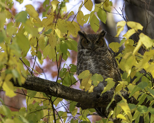 Great Horned Owl in Fall