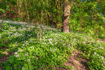 Wild Garlic in Newton Wood / Newton Wood and Roseberry Topping, a distinctive hill in North...