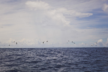 Seagulls over the waves of the ocean. Gloomy cloudy day. Gorizontal photo.