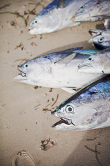 Fresh tuna of different sizes on the sand.