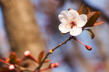 Close up of spring cherry blossom