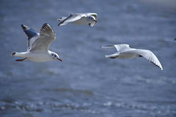 Fototapeta na wymiar flying seagull 