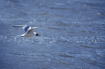 Fototapeta na wymiar flying seagull 