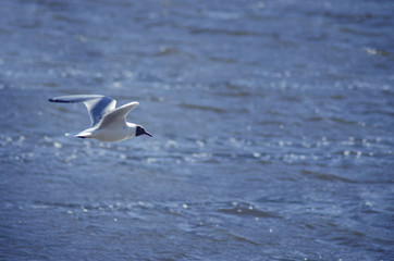 flying seagull 
