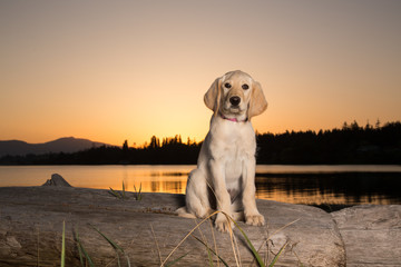 Young lab puppy at beach at sunset