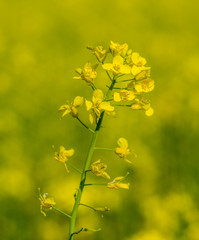 kwiat żółtego rzepaku