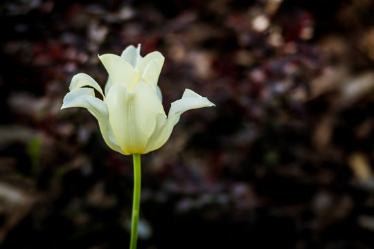 biały tulipan