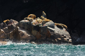 Obraz premium Lwy morskie Ameryki Południowej na wyspach Ballestas w Peru