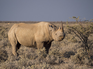 Obraz premium Portrait of large endangered black rhino feeding on small bush in Etosha National Park, Namibia, Africa