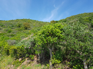 Paesaggio di Sardegna