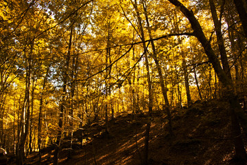 Autumn Forest. Park Road. Landscape with the autumn forest.