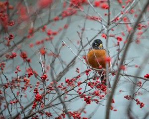 American Robin amongst Berries