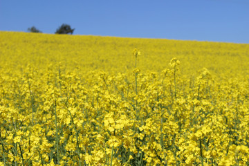 Beautiful oil seed rape, Brassica napus flowers. Golden blossoming rapessed field and blue sky in...