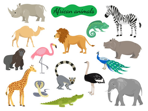 Set of african animals on white background.