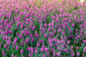 Beautiful blooming wildflowers on the meadow in the summertime,Nice purple flower in garden