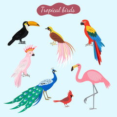 Set of tropical birds on blue background.