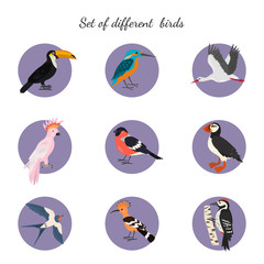 Set of birds on white background.