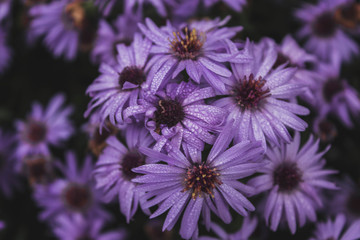 Obraz premium flower of a thistle