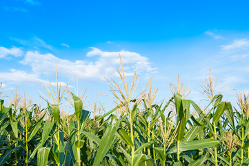 Corn field in clear day, Corn tree at farm land with blue cloudy Sky