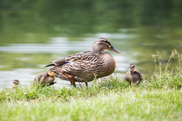 beautiful adult duck comes out of the water to the shore of a pond with small ducklings.