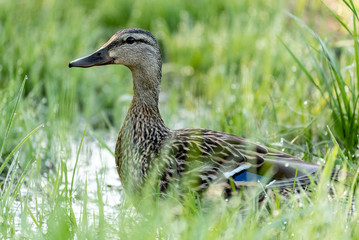 duck2